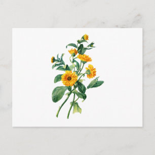 Sunny Marigolds Drawn From Nature Postcard