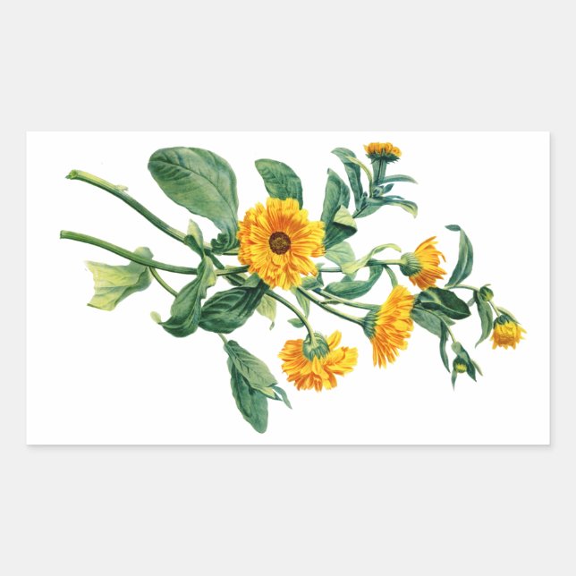 Sunny Marigolds Drawn From Nature Rectangular Sticker (Front)