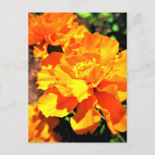 Sunny Orange Marigolds Garden Flowers Postcard