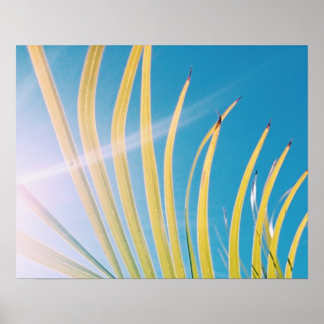 Sunny Palm Tree Leaf Poster (Front)
