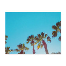 Sunny Palms