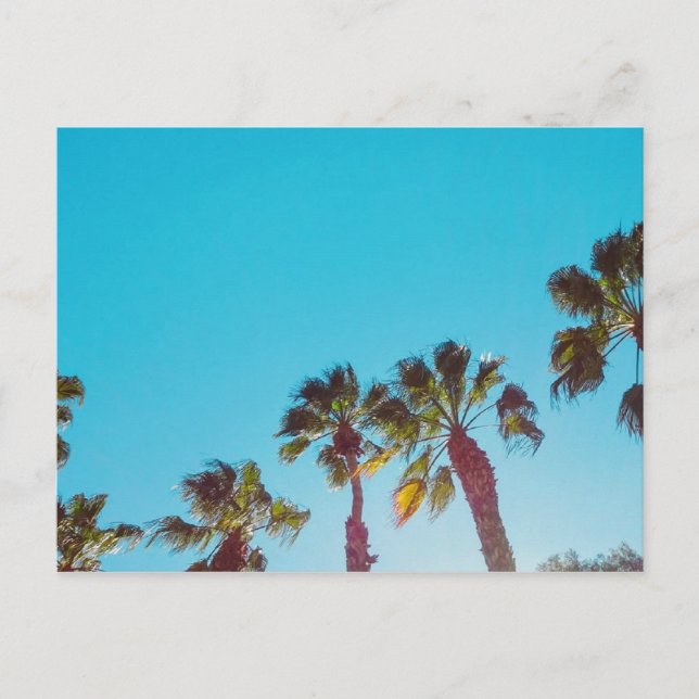 Sunny Palms Postcard (Front)