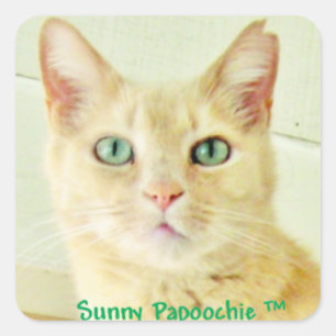 SUNNY PAPOOCHIE STICKERS