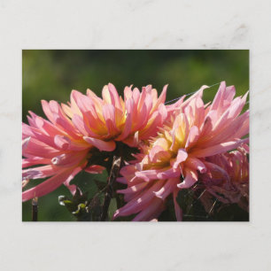 Sunny Pink Dahlia's DIY Postcard