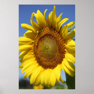 Sunny Poster
