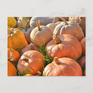 Sunny pumpkins postcard