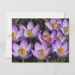 Sunny Purple Crocuses Card