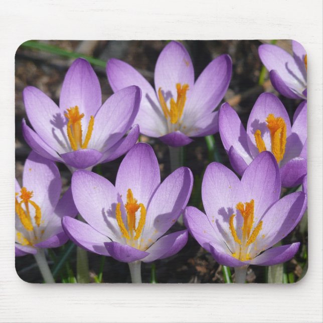 Sunny Purple Crocuses Mouse Mat (Front)