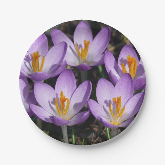 Sunny Purple Crocuses Paper Plate (Front)