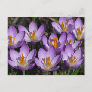 Sunny Purple Crocuses Postcard