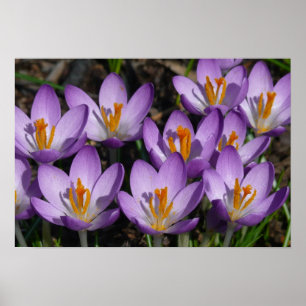 Sunny Purple Crocuses Poster