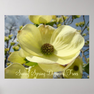 Sunny Spring Dogwood Trees art prints Floral