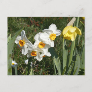 Sunny Spring Flowers DIY Postcard