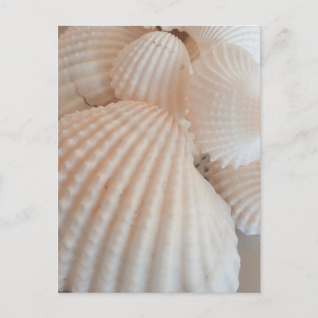 Sunny Summer Seashells. Romantic, Exotic Tropical Postcard (Front)