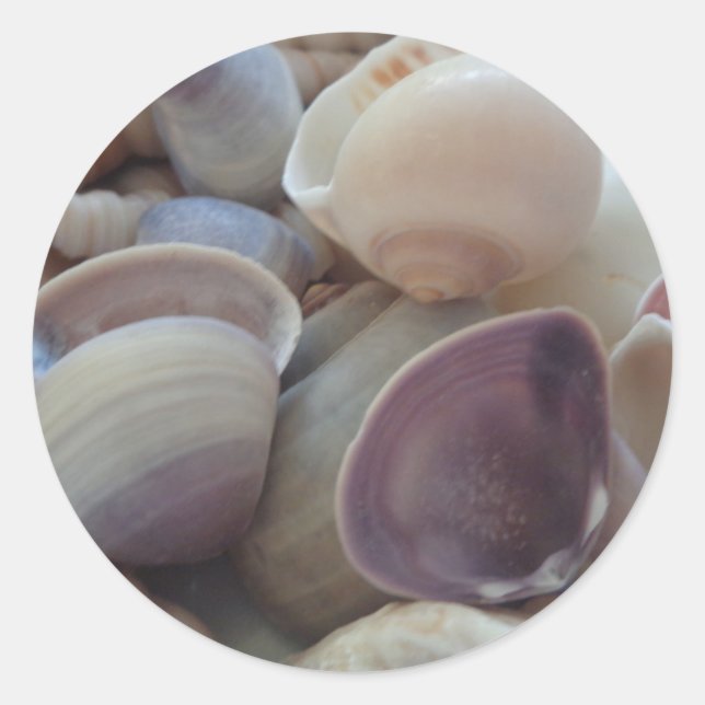 Sunny Summer Seashells, Sea Shell Beach Ocean Classic Round Sticker (Front)