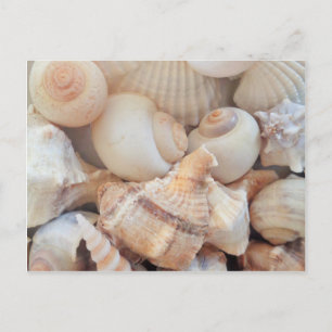 Sunny Summer Seashells, Sea Shells Beach Love Postcard