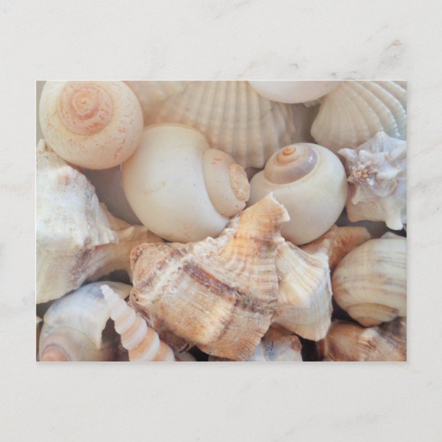 Sunny Summer Seashells, Sea Shells Beach Love Postcard (Front)