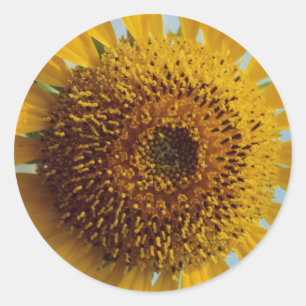 Sunny Sunflower -  Giant Yellow Centre Close up Classic Round Sticker