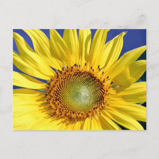 Sunny Sunflower Postcard