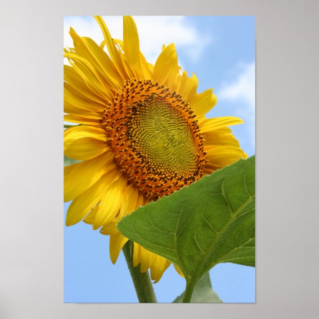 Sunny Sunflower Poster (Front)