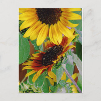Sunny Sunflowers Postcard