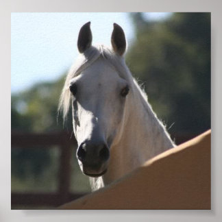 Sunny the Arabian Horse poster