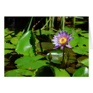 Sunny Water Lily