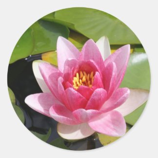 Sunny Waterlily Classic Round Sticker