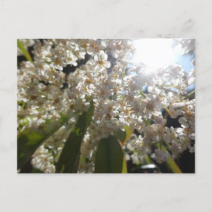 Sunny White Laurel Flowers DIY Postcard