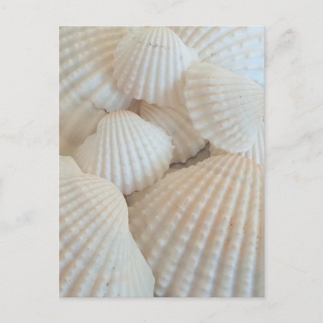 Sunny White Seashells, Summer Beach Exotic Postcard (Front)