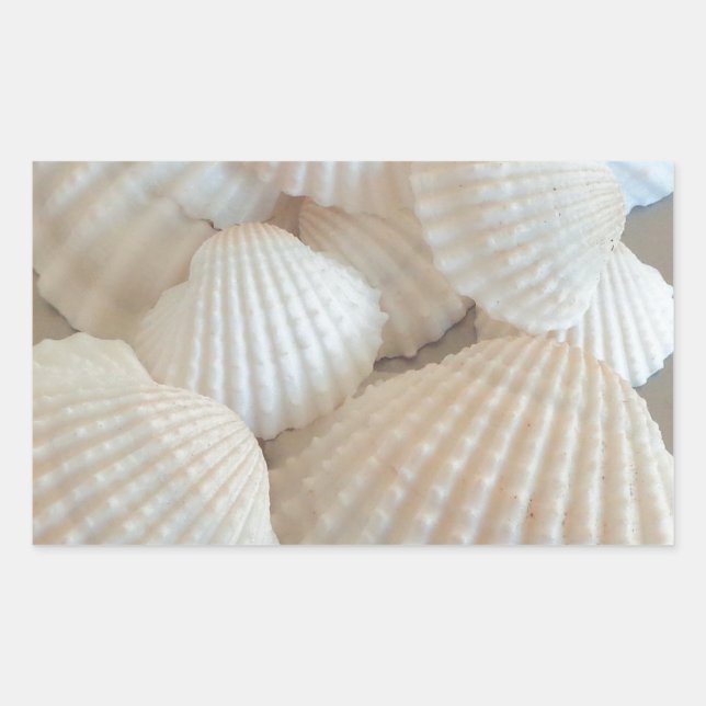 Sunny White Seashells, Summer Beach Exotic Rectangular Sticker (Front)