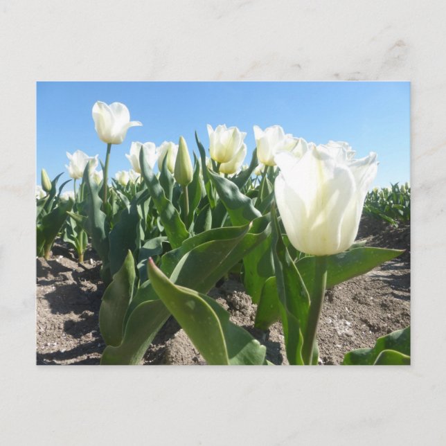 Sunny White Tulips Field DIY Postcard (Front)