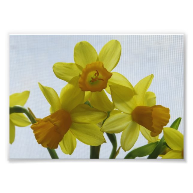 Sunny Yellow Daffodil Flowers Photo Print (Front)