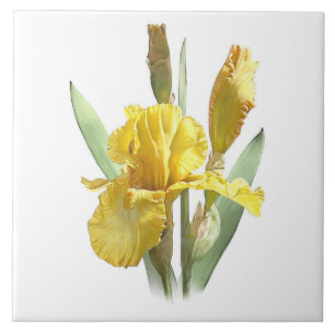 Sunny Yellow Iris Flower Botanical Art Tile