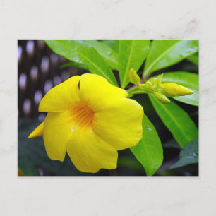Sunny Yellow Mandevilla Postcard