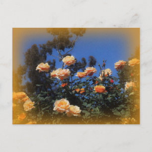 Sunny Yellow Rose Postcard