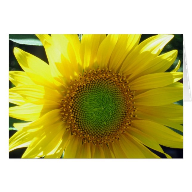 Sunny Yellow Sunflower Blank (Front Horizontal)