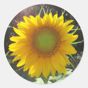 Sunny Yellow Sunflower Classic Round Sticker