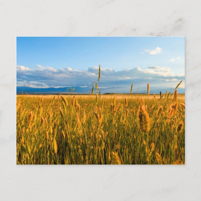 Sunrays over field of wheat with mountains postcard (Front)