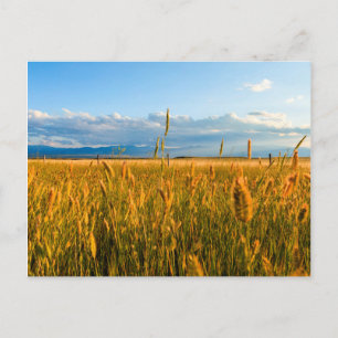 Sunrays over field of wheat with mountains postcard