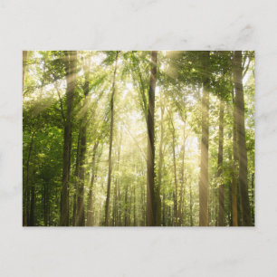 Sunrays Through Treetops Postcard