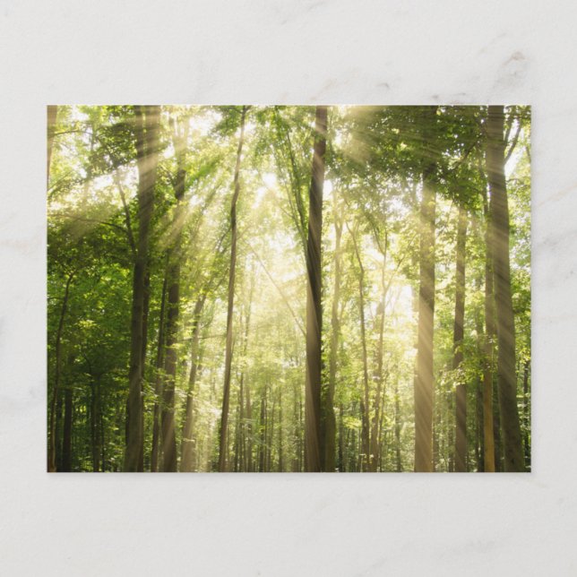 Sunrays Through Treetops Postcard (Front)