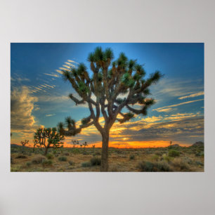 Sunrise At Joshua Tree National Park Poster