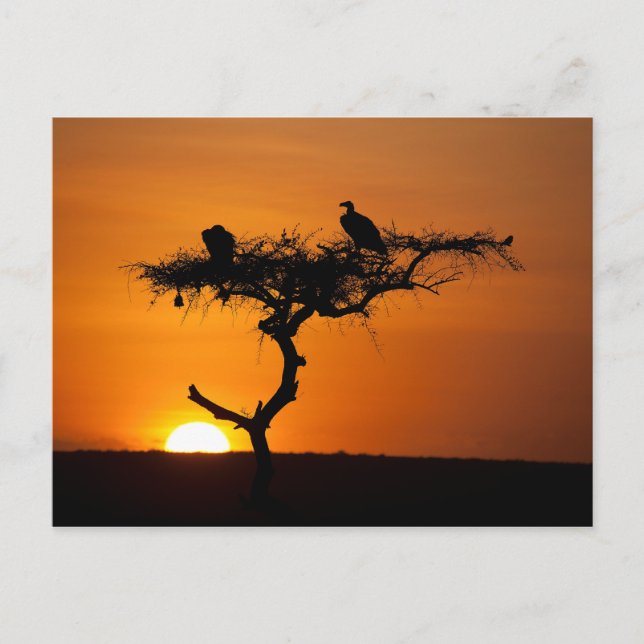 Sunrise at the Masai Mara, Kenya Postcard (Front)