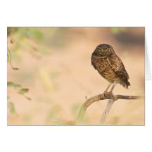 Sunrise Burrowing Owl