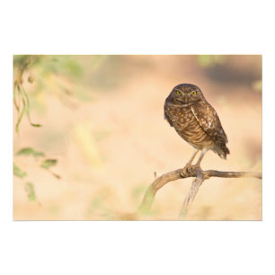 Sunrise Burrowing Owl Photo Print