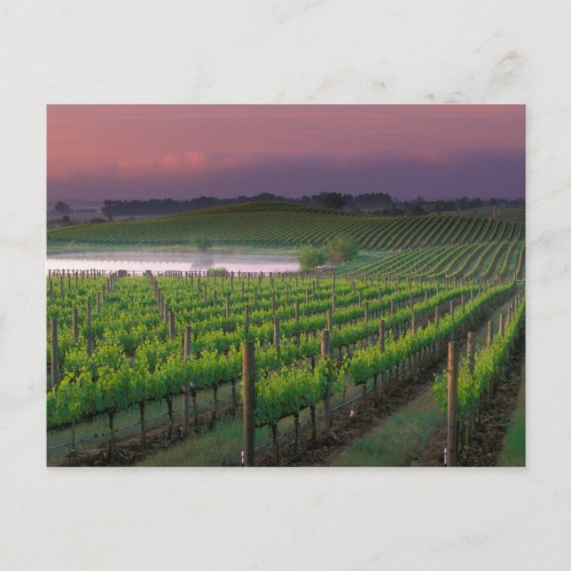 Sunrise colour in the distant fog behind postcard (Front)