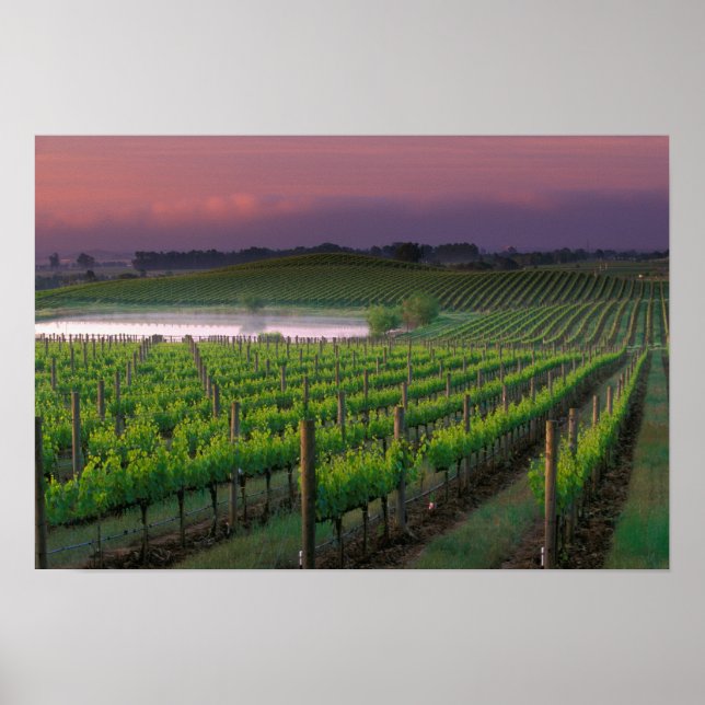 Sunrise colour in the distant fog behind poster (Front)