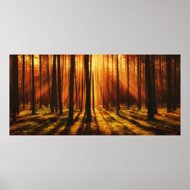 Sunrise Forest Poster (Front)