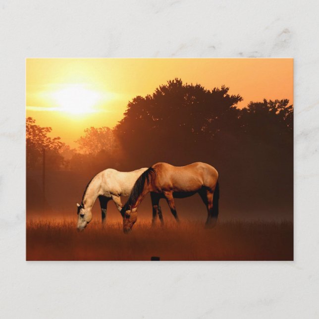 Sunrise horses postcard (Front)